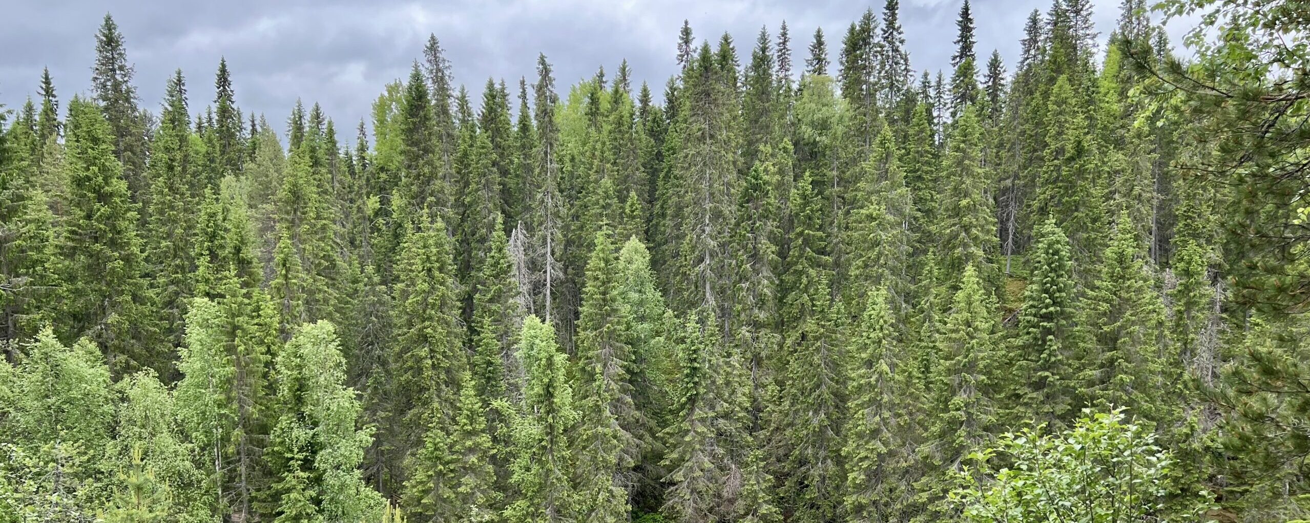 Wild Nordic Roots