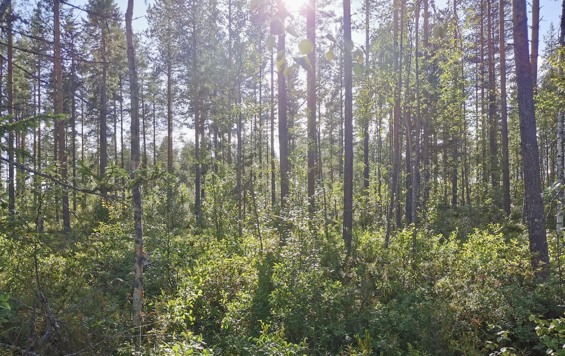 A picture of the trees with the sun in the background. A typical view in daily life in rural Finland.
