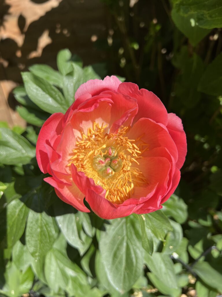 A flower that was at its peak this summer.
