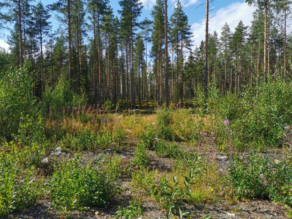 Scenery of the Finnish forest.