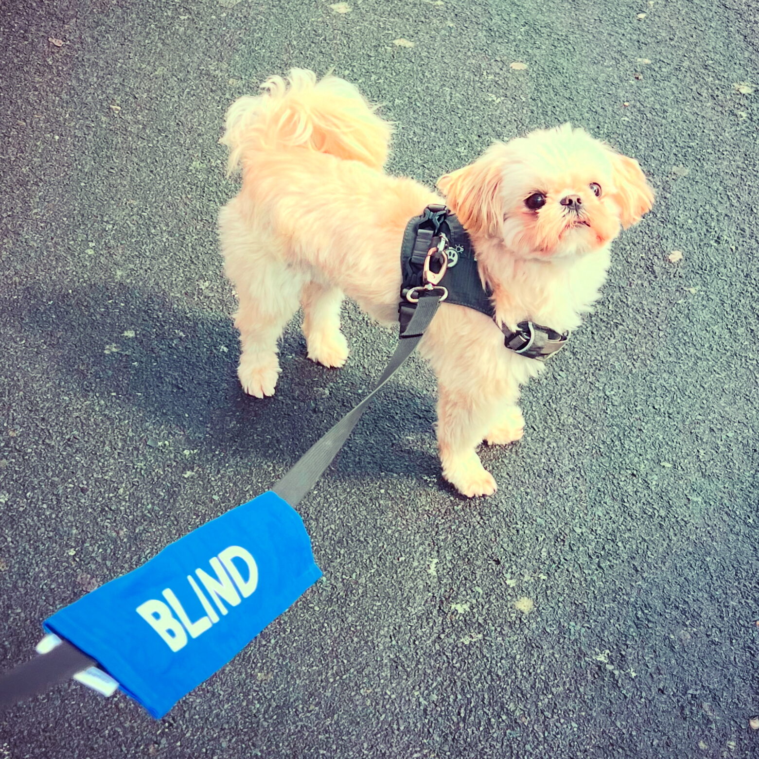 A picture of Mario the shihtzu with his lead and 'Blind' lead-sign.